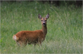 <p>SRNEC OBECNÝ (Capreolus capreolus) Šluknovsko - Jiříkov /European roe deer - Reh/</p>